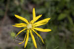 Pineland false sunflower